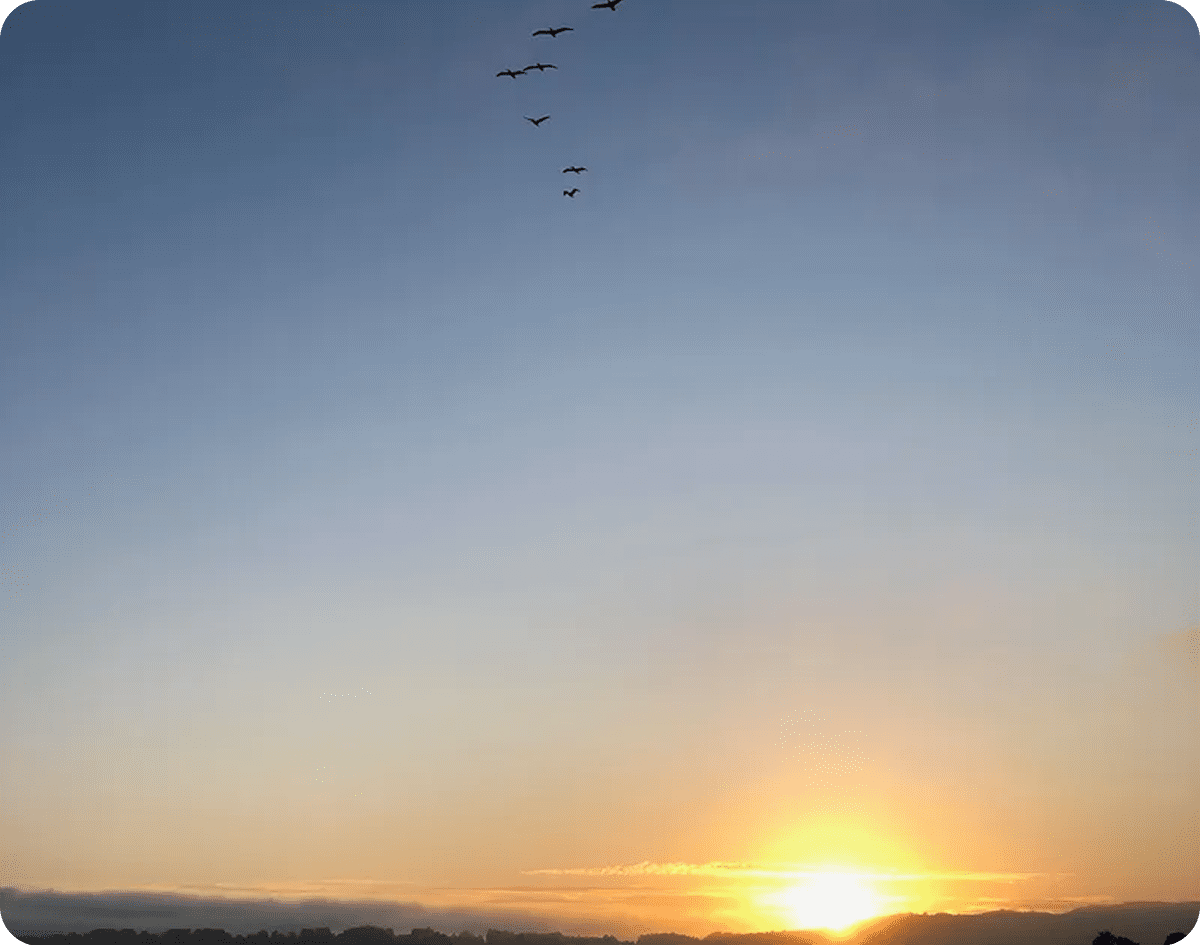 Sunset with birds flying in formation against a clear sky.