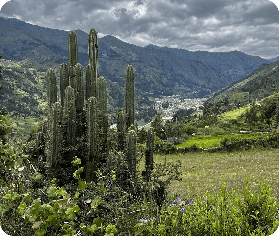Tall cacti stand in a green valley with mountains under a cloudy sky.