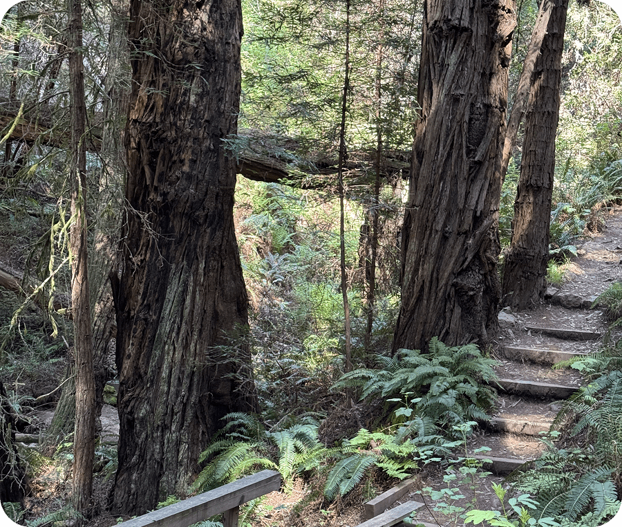 A serene forest path surrounded by tall trees and green foliage.