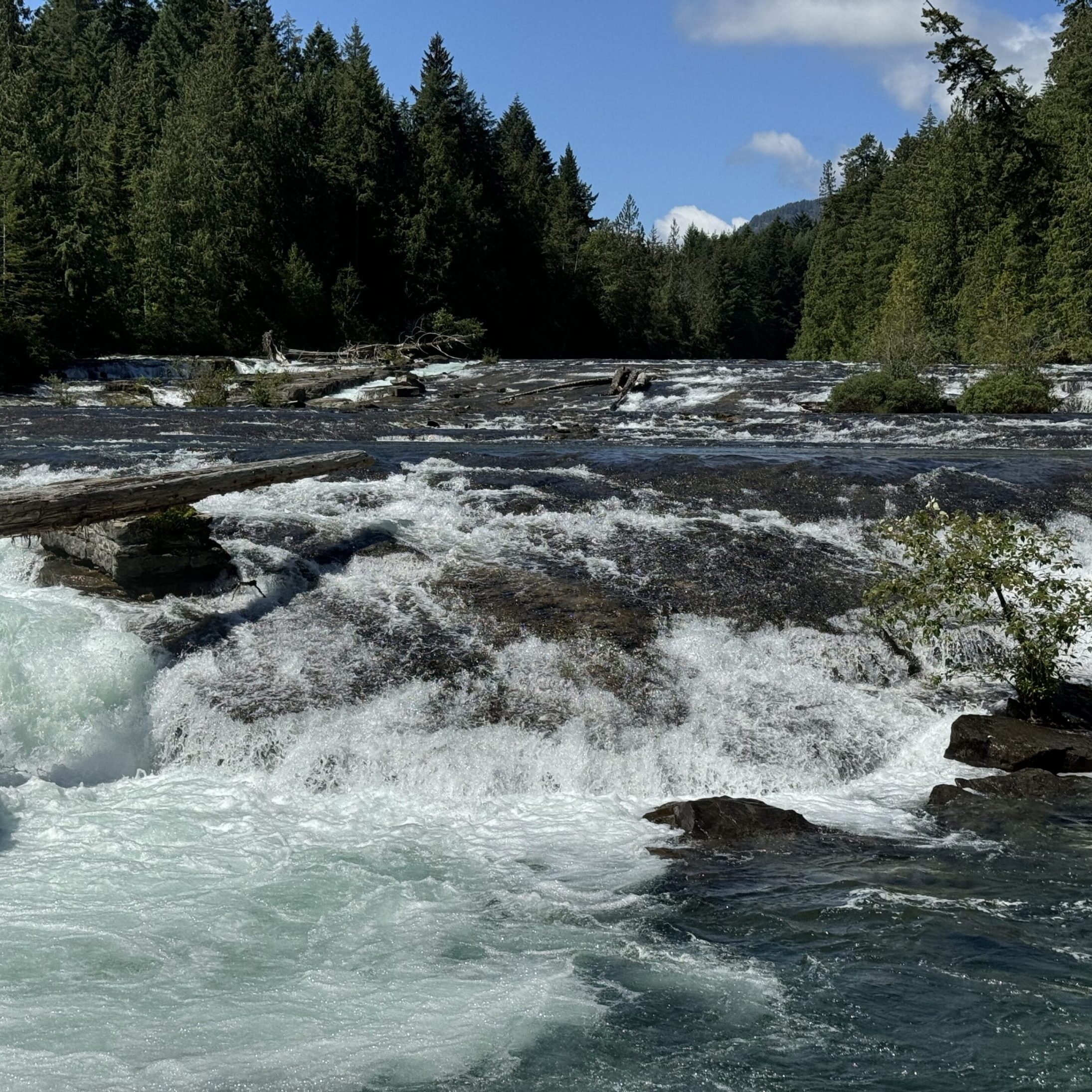 A river rushing through a forest with mountains in the background.